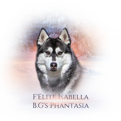 i felite