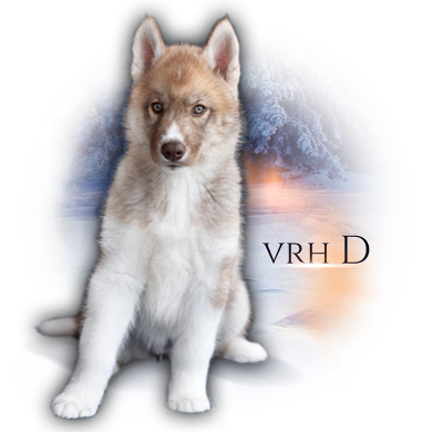 vrh D