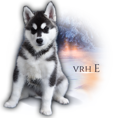 vrh E