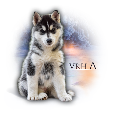 vrh a
