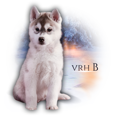 vrh b